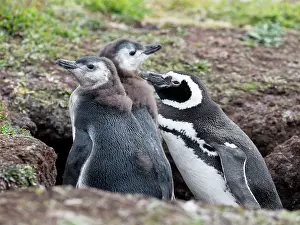 Burrow: Falkland Islands. An adult Magellanic penguin stands with
