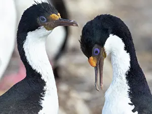 Headshot: Falkland Islands. Two adult rock shags groom one another