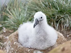 Waiting: Falkland Islands. A black-browed albatross chick sits on its
