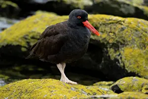 Ellen Goff: Falkland Islands. A blackish oystercatcher stands on the