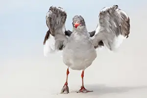 Drying: Falkland Islands. A dolphin gull flaps its wings and jumps