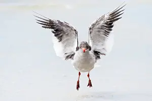 Drying: Falkland Islands. A dolphin gull flaps its wings and jumps