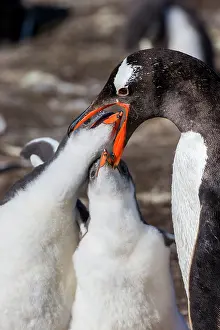 Caring: Falkland Islands. Gentoo chicks put their bills inside the