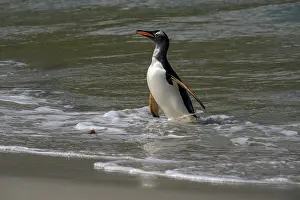 Gentoo: Falkland Islands, Gentoo Penguin emerges from the ocean