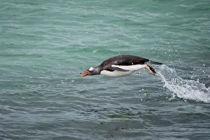 Splashing: Falkland Islands. A gentoo penguin jumps out of the water