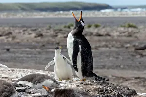 Southern Hemisphere: Falkland Islands. A gentoo penguin throws back its head and