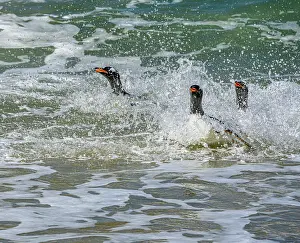 Gentoo: Falkland Islands, Gentoo Penguins emerge from the ocean