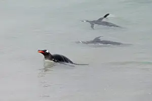 Southern Hemisphere: Falkland Islands. Gentoo penguins swim close to shore in the