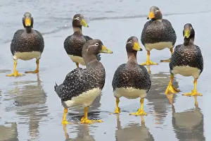 Ellen Goff: Falkland Islands. A group of non-breeding Falkland steamer