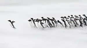 Leadership: Falkland Islands. A group of rockhopper penguins emerge from