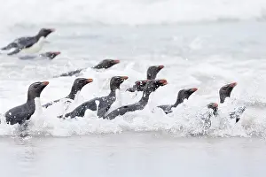 Splashing: Falkland Islands. A group of rockhopper penguins emerge from
