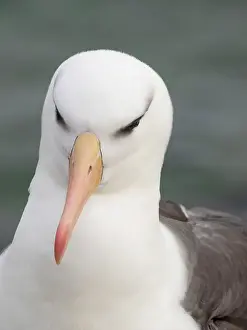 Headshot: Falkland Islands. Headshot of an adult black-browed