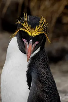 Ellen Goff: Falkland Islands. Headshot of a macaroni penguin showing its