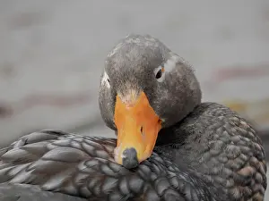 Headshot: Falkland Islands. Headshot of a male Falkland steamer duck