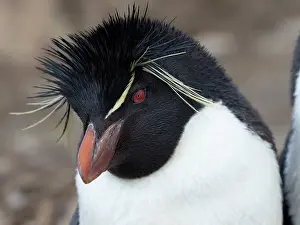 Headshot: Falkland Islands. Headshot of a rockhopper penguin
