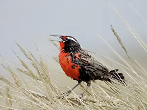 Singing: Falkland Islands. A long-tailed meadowlark stands and sings
