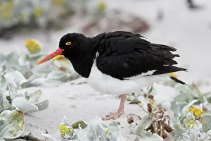 Haematopus: Falkland Islands. A Magellanic oystercatcher stands in the
