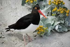 Haematopus: Falkland Islands. A Magellanic oystercatcher stands in the