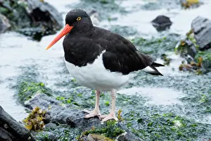 Haematopus: Falkland Islands. A Magellanic oystercatcher walks through