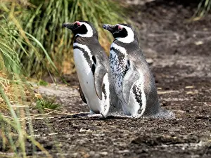 Southern Hemisphere: Falkland Islands. One Magellanic penguin with its spotted