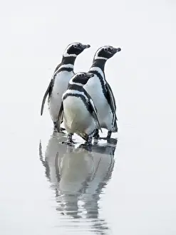 Southern Hemisphere: Falkland Islands. Three Magellanic penguins stand on the wet
