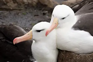Headshot: Falkland Islands. A pair of black-browed albatross sit