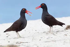 Ellen Goff: Falkland Islands. A pair of blackish oystercatchers vocalize
