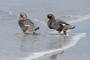Ellen Goff: Falkland Islands. A pair of Falkland steamer ducks walk