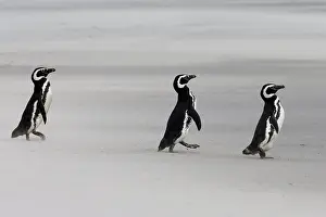 Southern Hemisphere: Falkland Islands. Three penguins walk on the windswept beach