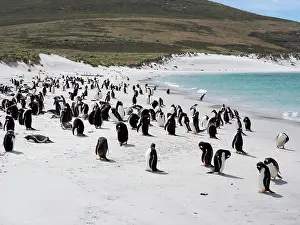Southern Hemisphere: Falkland Islands. Portrait of a gentoo penguin colony on the
