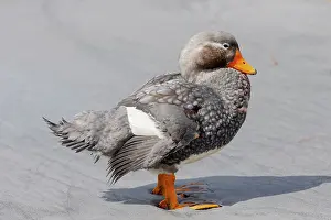 Ellen Goff: Falkland Islands. Portrait of a male Falkland steamer duck
