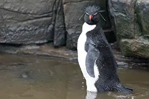 Bathing: Falkland Islands. A rockhopper penguin bathes in a small