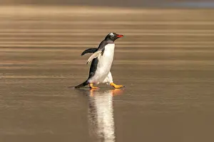 Gentoo: Falkland Islands, Saunders Island. Gentoo penguin walks in