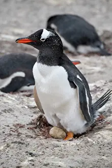 Gentoo: Falkland Islands, West Falklands, Saunders Island. Nesting