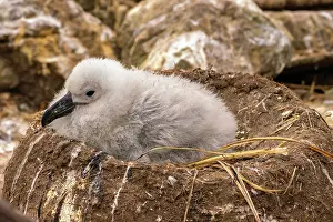 Falkland Island: Falkland Islands, West Point Island. Black-browed albatross