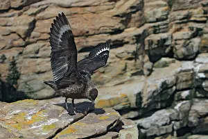 Catharacta: Falkland Skua (Sea-hen)