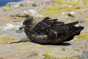 Catharacta: Falkland Skua (Sea-hen)