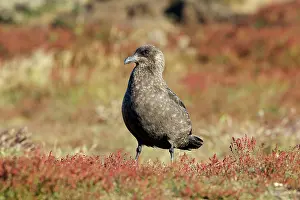 Catharacta: Falkland Skua (Sea-hen)