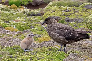 Catharacta: Falkland Skua (Sea-hen) - and young