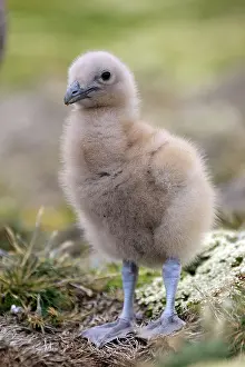 Catharacta: Falkland Skua (Sea-hen) - young