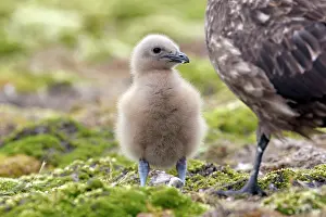 Catharacta: Falkland Skua (Sea-hen) - young