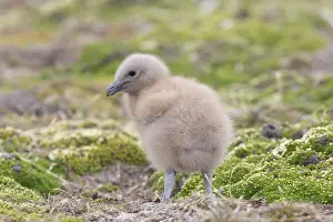 Catharacta: Falkland Skua (Sea-hen) - young