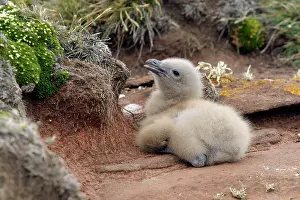 Catharacta: Falkland Skua (Sea-hen) - young