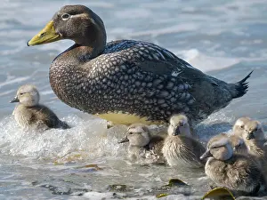 Shelduck: Falkland steamer duck chicks, an endemic duck living on the