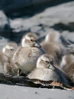 Shelduck: Falkland steamer duck chicks, an endemic duck living on the