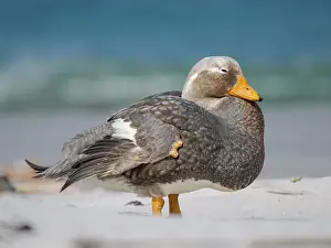 Shelduck: Falkland steamer duck, an endemic duck living on the coasts