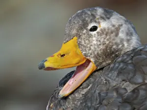 Shelduck: Falkland steamer duck, an endemic duck living on the coasts