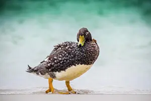 Tachyeres: Falkland Steamer Duck (Tachyeres brachypterus) at
