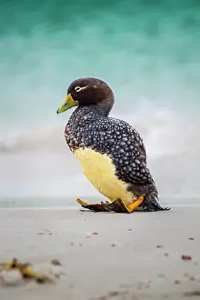 Tachyeres: Falkland Steamer Duck (Tachyeres brachypterus) sitting