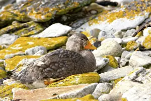 Tachyeres: Falkland Steamerduck
